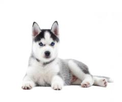 Adorable Husky Puppy for Sale